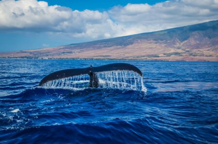 Beantown Whale Watch