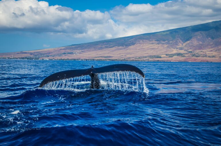 Beantown Whale Watch